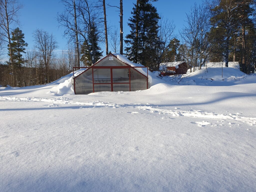 Växthuset inbäddat i djup snö. 